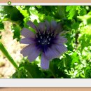 치커리 [chicory] 이미지