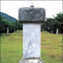 당수초 이미지