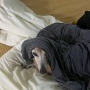 하이고 이미지
