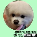 펫푸치노가 있는 분위기 예쁜 카페 피트로커피 후기