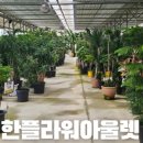 진화운수 차고지내 | 한플라워아울렛, 봄꽃맞이 테라스 꾸미기