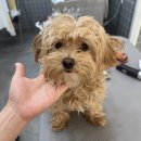 Dog Salon 이미지