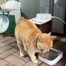 적금해리스 이미지