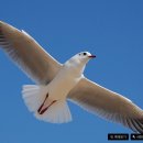 부산갈매기 이미지