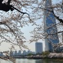 진도 보배한우 축사 | 2026 전국 벚꽃 명소 여기로가세요 벚꽃축제 일정
