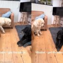 언니도그 이미지