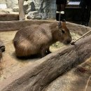 유니온로 | [하남미사]주렁주렁하남점 후기🐾할인·입장료·주차 정리🐾