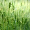 보리밥시절 이왁 / 김현신 이미지