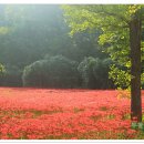 선운사꽃무릇 이미지