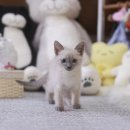 미니펫 강아지분양 고양이분양 수원점 이미지