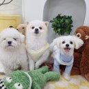 마이하우스퍼피 애견호텔 유치원 이미지