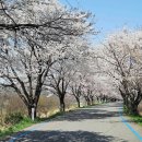 군남-1 | [경기북부 숨은 벚꽃길 추천] 2026년 연천 군남 벚꽃 🌸 군남댐 벚꽃 명소 (오늘자 2026.04.13개화상태)