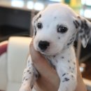 101마리 애견 이미지