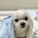 신영골프 | 강아지 목욕 수건 극세사 타올 산리오 펫타올 2종 후기