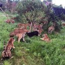 호랑이와 반달곰 이미지