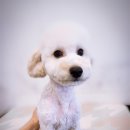 러브애견미용 이미지