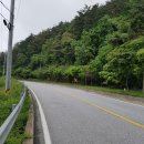 산양(산양보호구역) 이미지