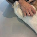 옐레드 애견유치원 애견호텔 하남미사점 이미지