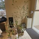 나무카페 | 서판교 나무사이로 카페 후기｜분당 감성카페·드립커피 맛집·비바베리 주스까지