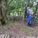 해안동 왕벚나무 이미지