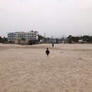 골목새우 이미지