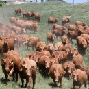 초지한우 이미지