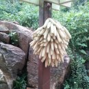 전산옥민박 이미지