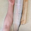 풍천장어 이미지