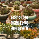은혜다육