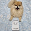 소울펫 | 강아지 슬개골 영양제 추천 마이소울펫 ‘조인트소울’ 실제 후기 (와디즈 오픈예정)