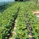 풍년농장 이미지