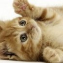 나는고양이 이미지