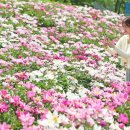 화려한 봄꽃의 여왕 작약=핫들생태공원~붕어섬생태공원 ~의성 조문국사적지 이미지