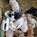 파랑새목장 이미지