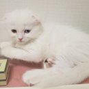 #오드아이 이미지