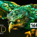 16K Video ULTRA HD - 16K HDR Dolby Vision (4K/8K TV) 이미지