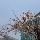 참와이 이미지