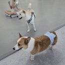 놀다올개 이미지