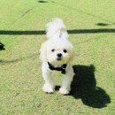 주니지 | 강아지 휴게소 추천 - 문경휴게소 창원방향 (하행) 펫존 운동장