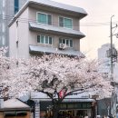 돈돼지삼겹살 - 영암군 삼호중앙로 204-14 | 성북천 오향돈돼지 벚꽃 야장 평일에 오픈런 삼겹살 후기