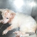 청림동물병원 이미지