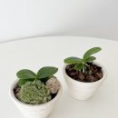 로자리안 이미지