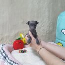 광주강아지분양 고양이분양 펫왕국 | 코기까지 광주에서 광주애견분양 진심 귀엽고 건강했던 곳 광주강아지분양 고양이분양 펫왕국 후기