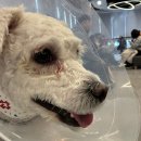 싸리산 동물인공수정센터 | 강아지 백내장 수술 분당리더스동물병원 수술