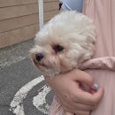 강아지 미용실 | 당리 하비나코지 강아지미용실 후기! 말티푸 일용이의 변신!