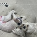 댕블랑 이미지