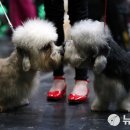 두테리어 이미지