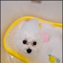 서면애견미용 맘바이 강아지 미용실 이미지