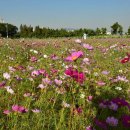 여름꽃농장 이미지