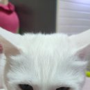 230036 이미지